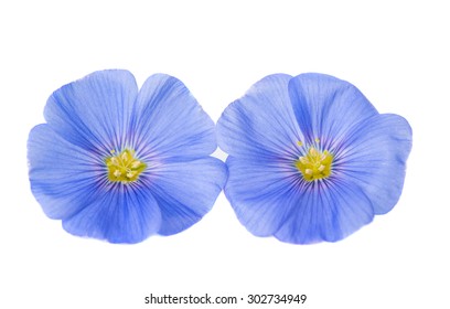 Flax Flower On A White Background