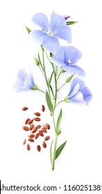 Flax Flower With Seeds