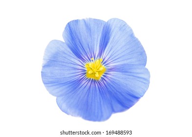 30,494 Flax flowers Images, Stock Photos & Vectors | Shutterstock