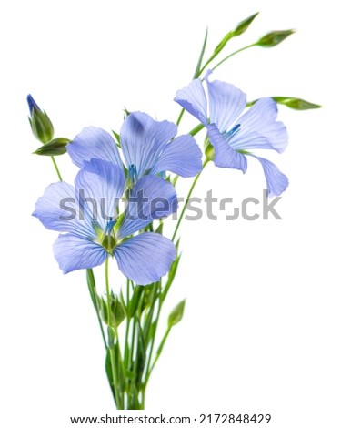 Flax flowers isolated on white background. Bouquet of blue common flax, linseed or linum usitatissimum