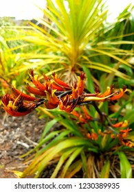 Flax Flowers, NZ