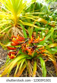 Flax Flowers, NZ