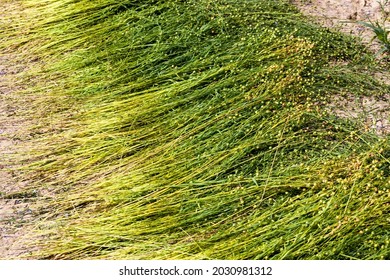 flax is green before harvesting flax for textiles, agricultural field where flax is grown