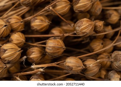 Flax grows in the field. Raw flax. Selective focus, Detail of dry flax plant capsules with seeds