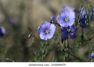 Flax, also known as common flax or linseed, is a flowering plant, Linum usitatissimum, in the family Linaceae. It is cultivated as a food and fiber crop.