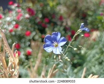 linum perenne lewisii