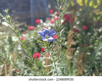 linum perenne lewisii