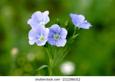 The Flax (linseed) Plant Grows In The Garden, A Useful Plant. 