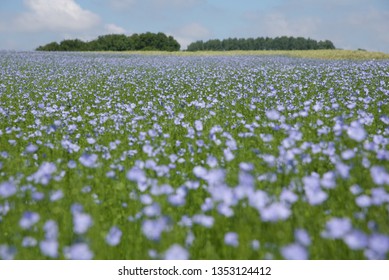 Flax (Linum usitatissimum): a sea of Flax, or Linseed in flower on a hot summer day in northern France