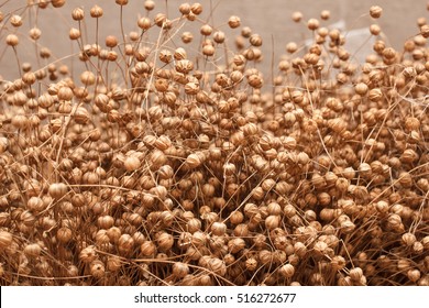 Flax Plant