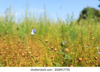 Flax plants with beautiful flower and dry capsules in field on sunny day