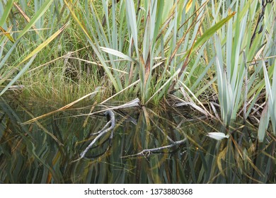 Flax Reflected In Water Lake Mapourika NZ