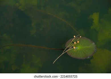 Flax Seeds Pods On The Water Lily Leaf. Freshwater Algae. Ecosystem Concept. Blur Underwater. Copy Space.