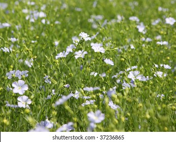 Flaxseed flowers (Linum usitatissimum).