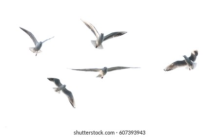 flaying seagulls - Shutterstock ID 607393943