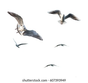 flaying seagulls - Shutterstock ID 607393949