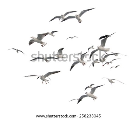 flaying seagulls