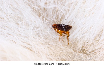 Flea in animal fur close up. The destruction of parasites in pets. - Shutterstock ID 1410873128