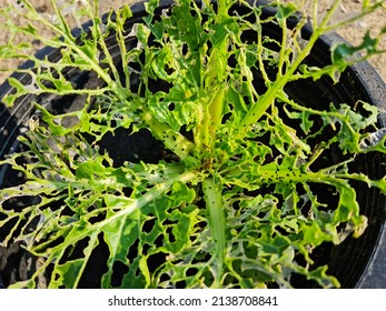 Flea Beetles Eating Vegetable Leaf