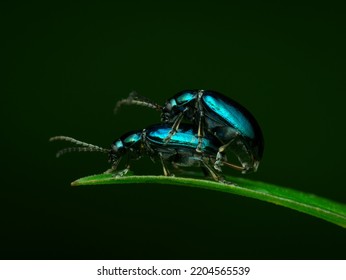 Flea Beetles Mating On The Grass