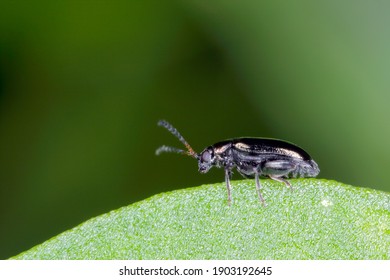 Flea Beetles On Plant Leaf.