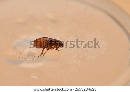 Flea captured in extreme macro view
