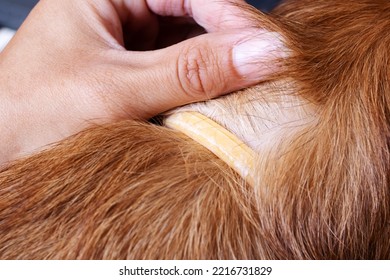 Flea Collar on red Dog close up, macro photo