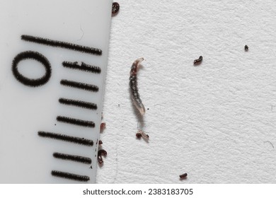 Flea larvae on a white sheet near a ruler. Dimensions difficult to see with the naked eye