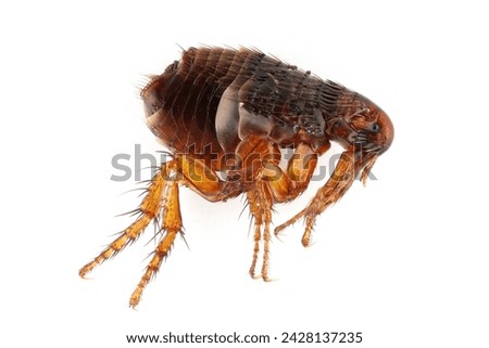 Flea on a white background close-up. A troublesome parasite of domestic animals and humans. A carrier of disease causing microorganisms.