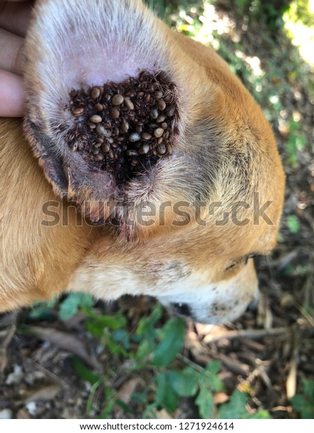 Flea Tick Ears Dog Stock Photo Edit Now 1271924614,8th Anniversary Sayings