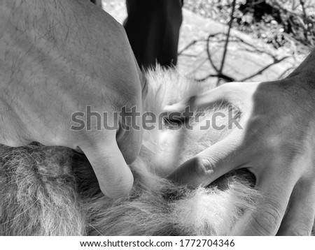 flea treating of a dog