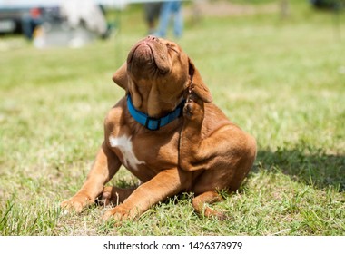 Fleas Attack. Dogue De Bordeaux Puppy Scratching