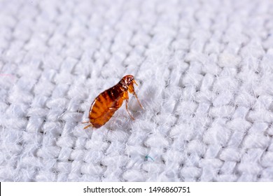 Fleas on a background of white fabric close-up. Destruction of parasites in pets. Treatment of premises with insecticides. - Shutterstock ID 1496860751