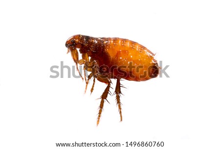 Fleas on a white background close-up. Destruction of parasites in pets. Treatment of premises with insecticides.