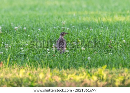 Fledgling American robin standing in the grass.