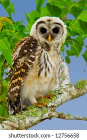 Fledgling Barred Owl (Strix Varia).  Shot At Brazos Bend State Park, Near Houston, Texas