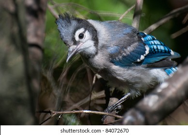 Blue Jay Fledgling Hd Stock Images Shutterstock