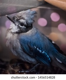 Fledgling Blue Jay Chick Bird