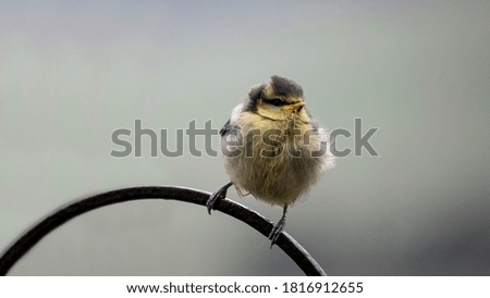 Similar – young great tit with sunflower seed