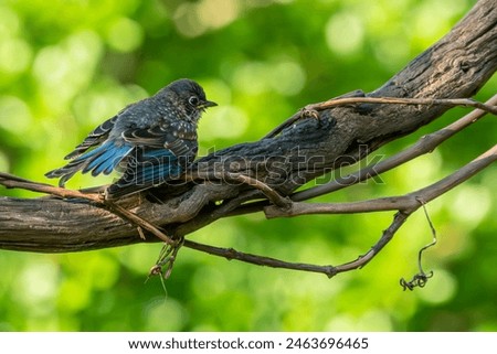 Fledgling Bluebird perched on a tree branch