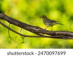 Fledgling Bluebird perched on a vine