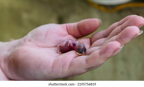 Fledgling Chick That Fell Out Of The Nest In The Woman Arms Close Up