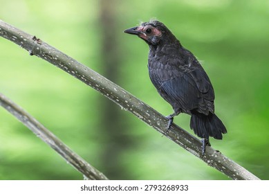 Fledgling common grackle perched on a branch.