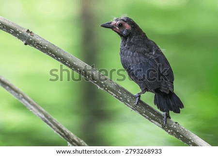 Fledgling common grackle perched on a branch.