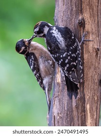 fledgling Downy woodpecker being fed by a parent while perched on a tree