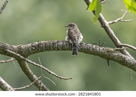 Fledgling eastern bluebird perched in a tree.