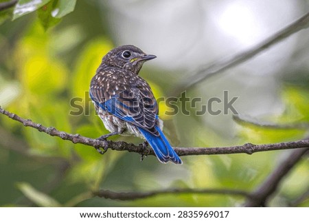 Fledgling eastern bluebird perched in a tree.