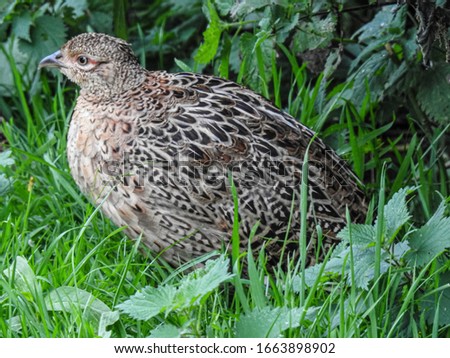 Fledgling female ringneck pheasant(Phasianus Colchicus) near Montrose Basin, Scotland