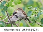 Fledgling house sparrow in tree