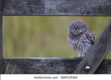 Fledgling Little Owl perched in the middle of a gate with a gree - Shutterstock ID 1849135363